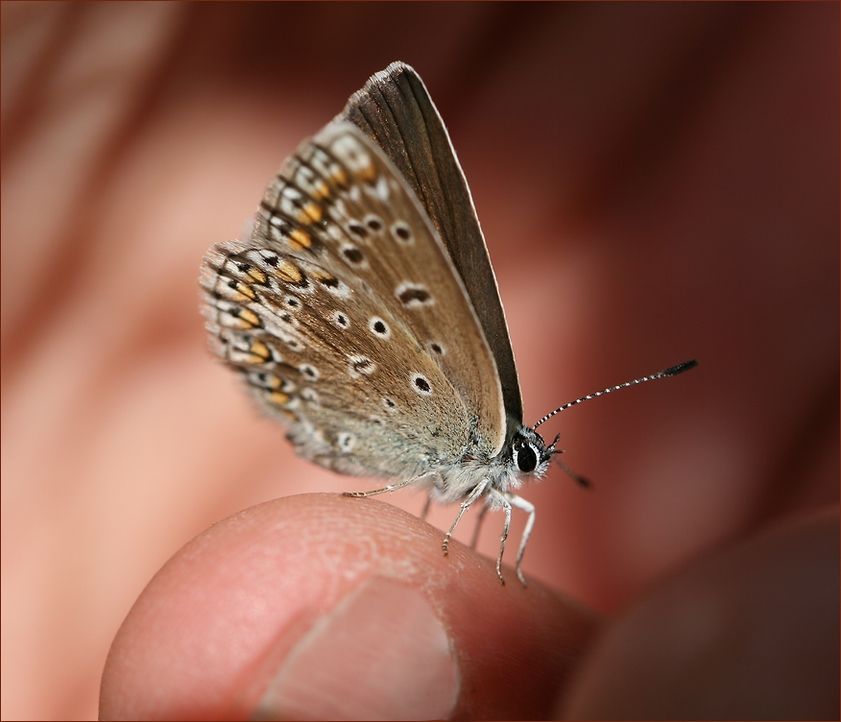 photo "Manual butterfly" tags: nature, macro and close-up, 