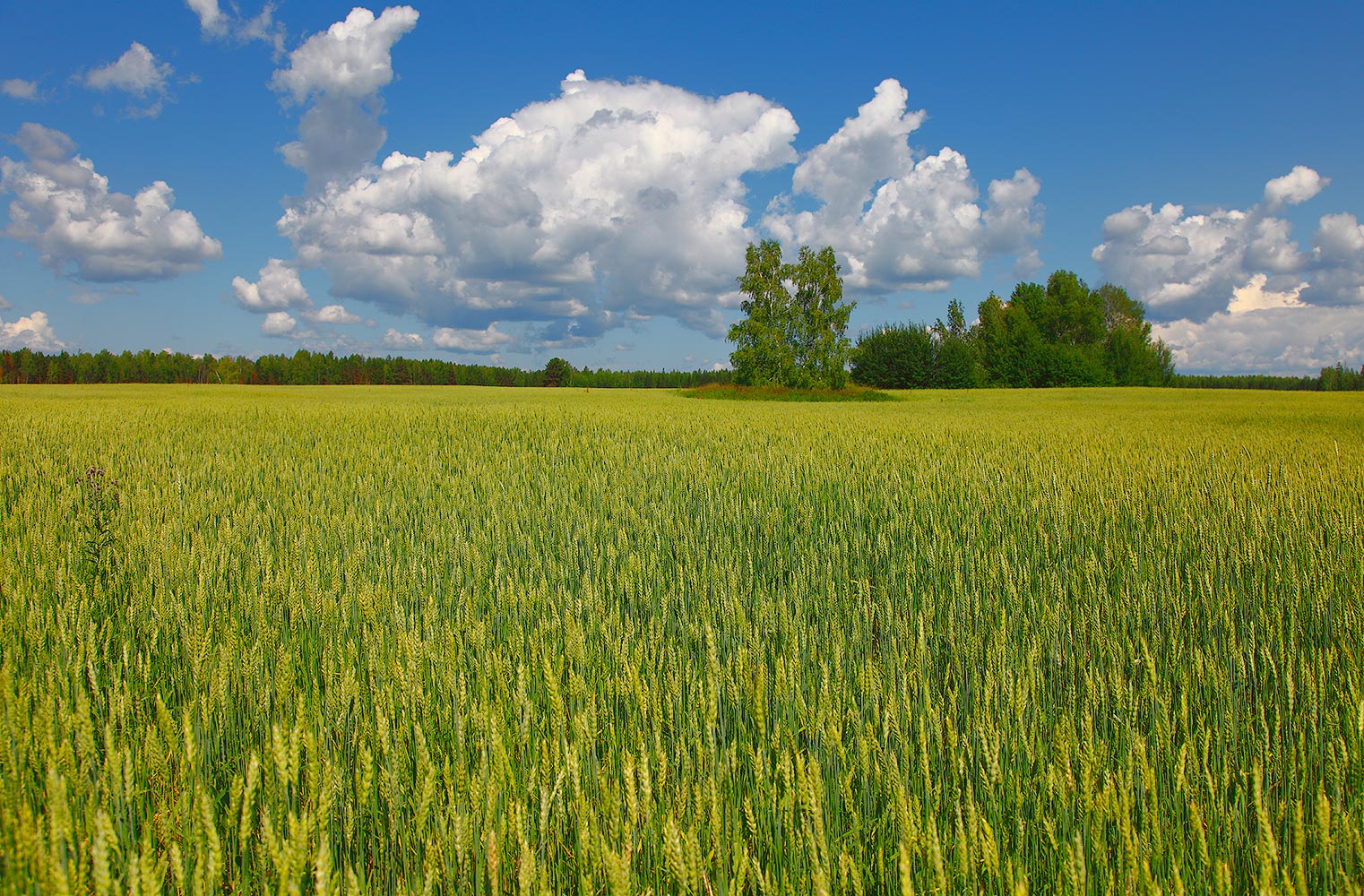 photo "***" tags: landscape, summer