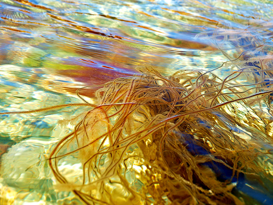 photo "Seaweed" tags: nature, still life, reporting, Seaweed