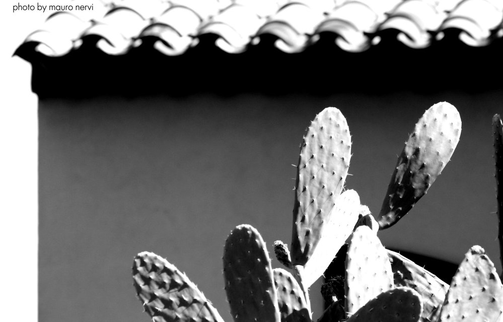 photo "cactus" tags: black&white, 
