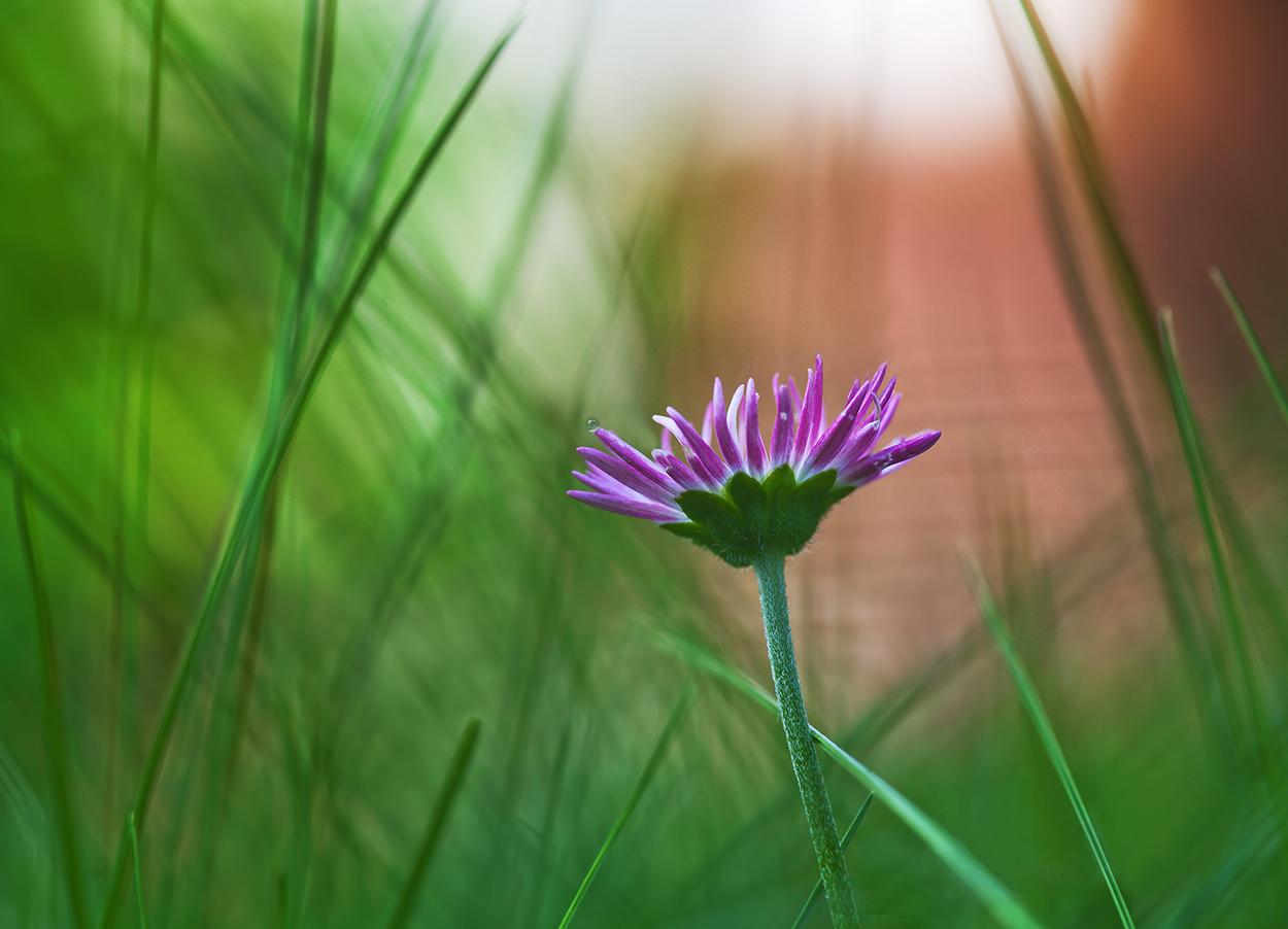 photo "***" tags: nature, macro and close-up, morning, summer, маргаритка