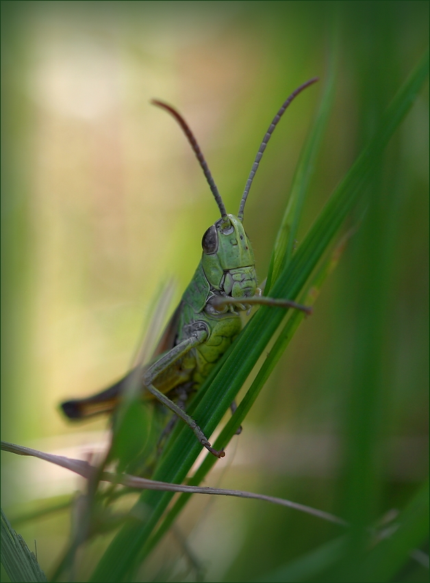 photo "Cellist" tags: nature, macro and close-up, 