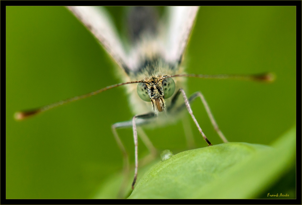 photo "Vlinder 2014.1" tags: macro and close-up, nature, 
