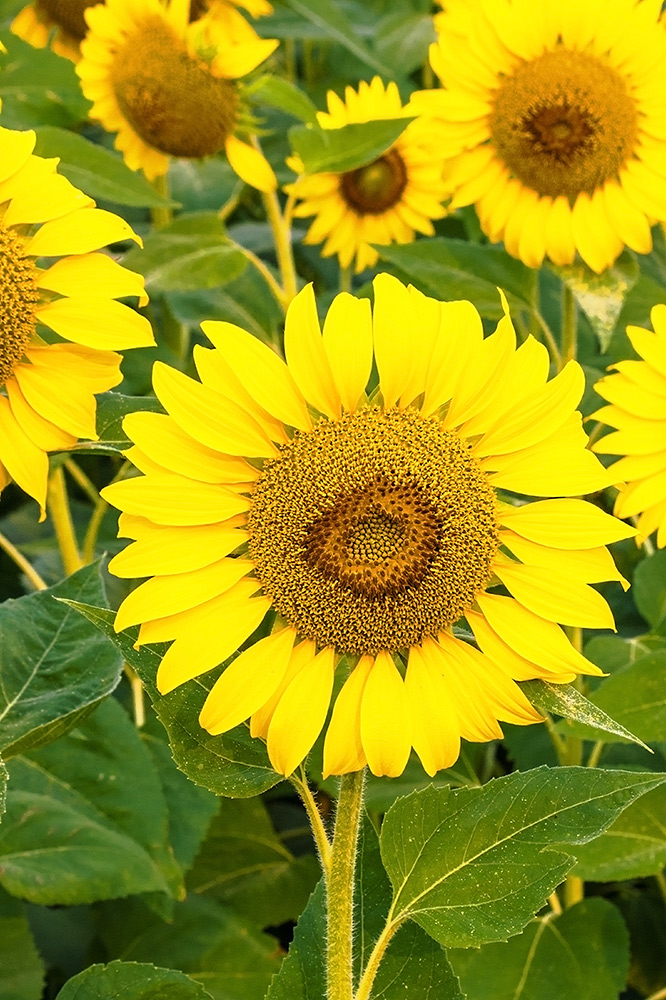 photo "***" tags: macro and close-up, field