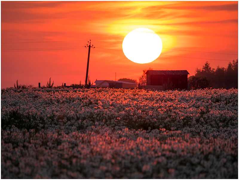 photo "Sunset and dandelions" tags: landscape, nature, 