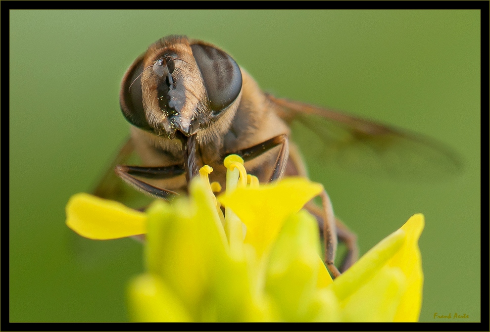 photo "Bij 2014.1" tags: macro and close-up, nature, 