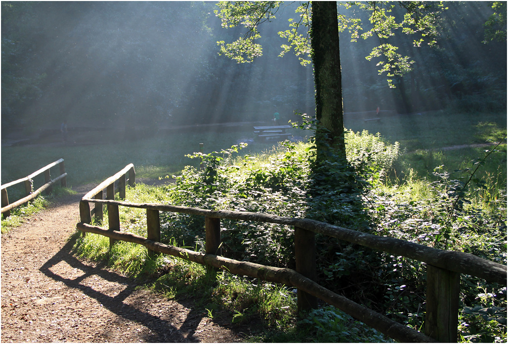 photo "***" tags: nature, travel, дерева