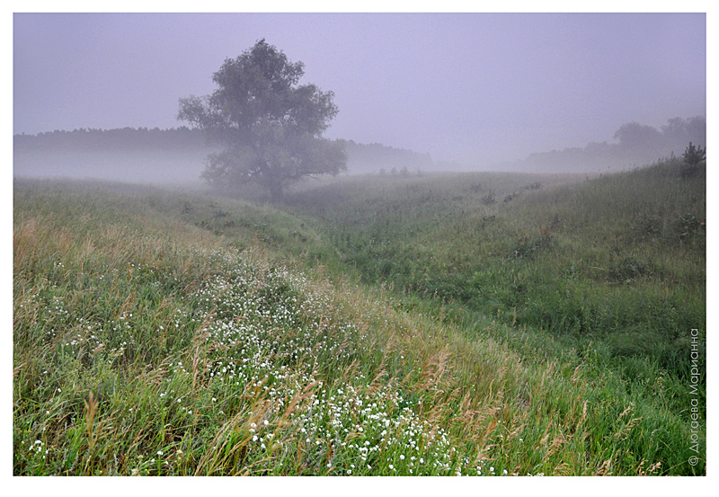 фото "Сиреневый туман" метки: пейзаж, лето