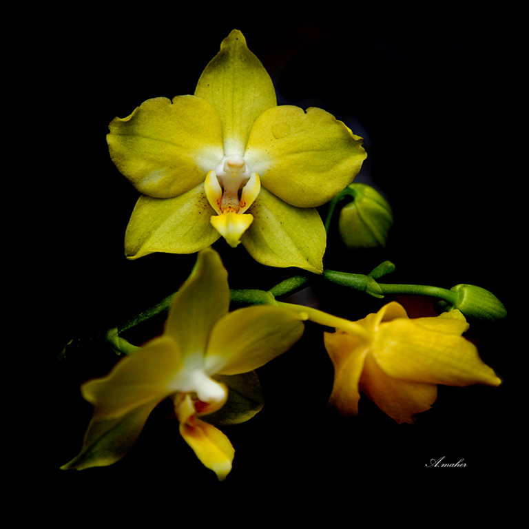 photo "ORCHID # 1" tags: macro and close-up, Macroclose up