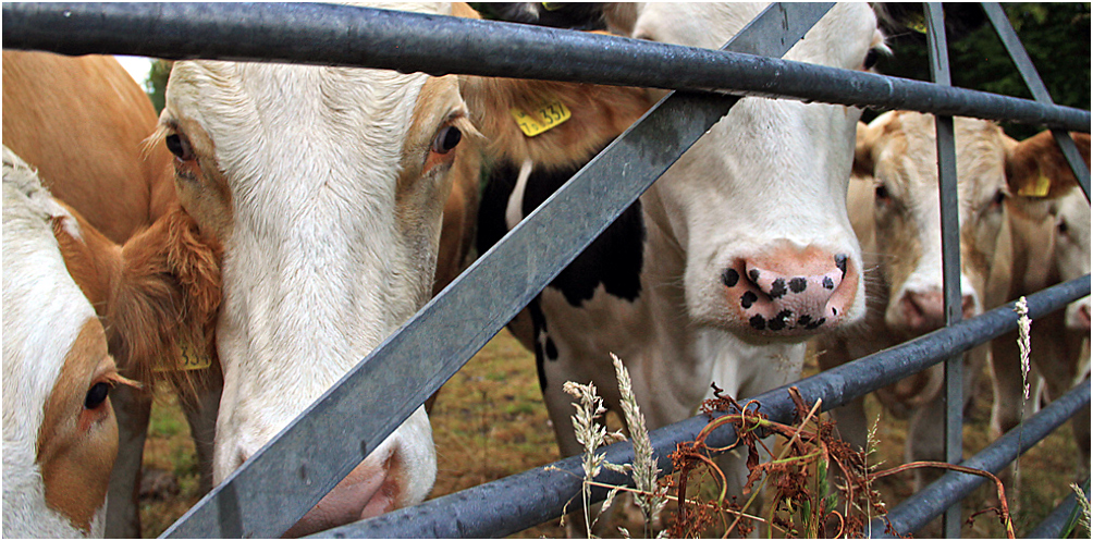 фото "Про закрытые ворота, дождик и крапчатый нос" метки: природа, портрет, коровы