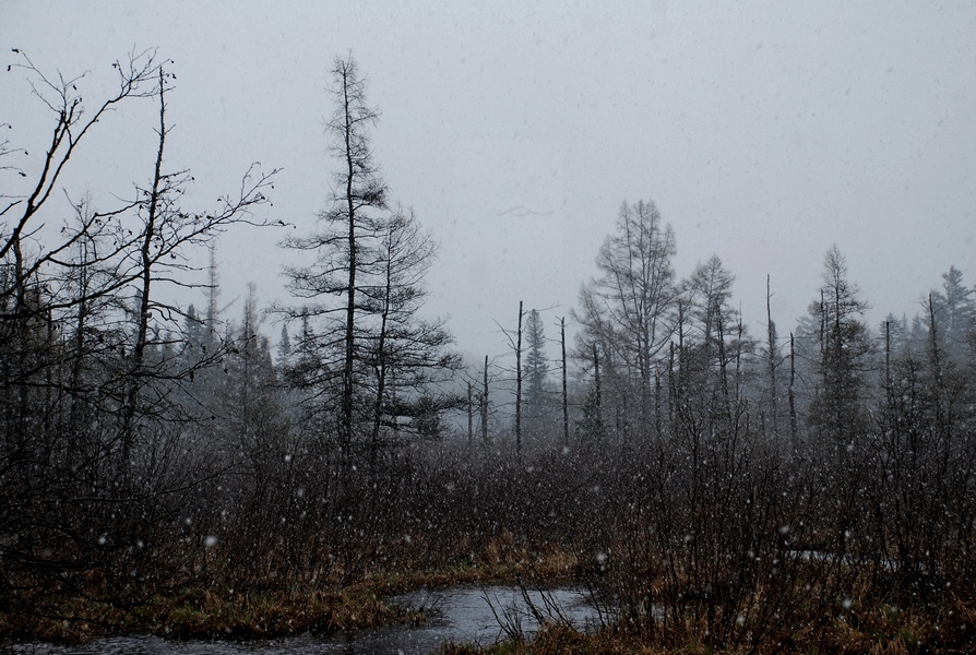 photo "Snowy Bog" tags: landscape, nature, bog, snow, winter