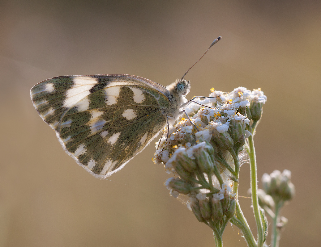 photo "***" tags: nature, macro and close-up, butterfly, morning