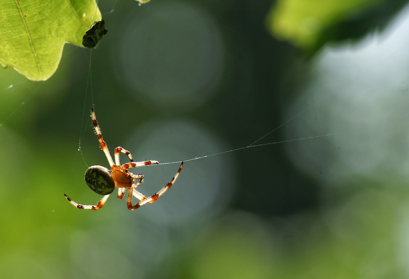 photo "***" tags: macro and close-up, 