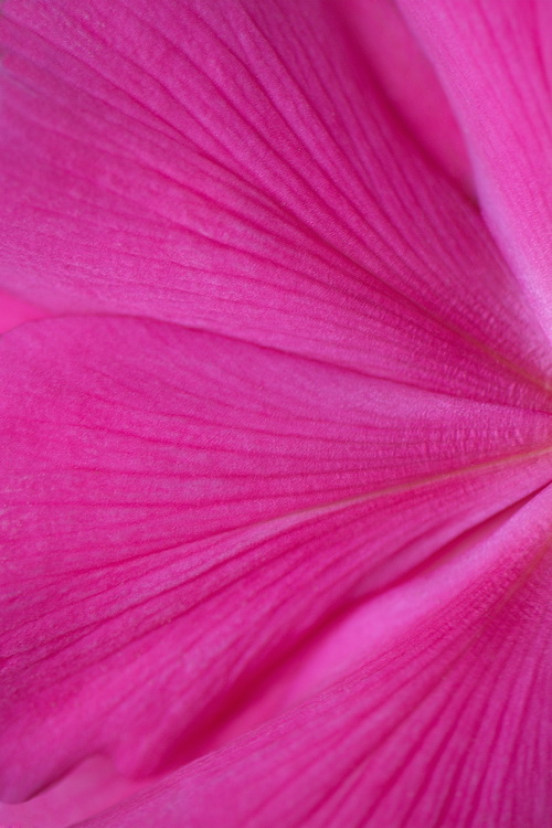 фото "Time of Tenderness" метки: макро и крупный план, природа, Aleksandar Macro Srbija