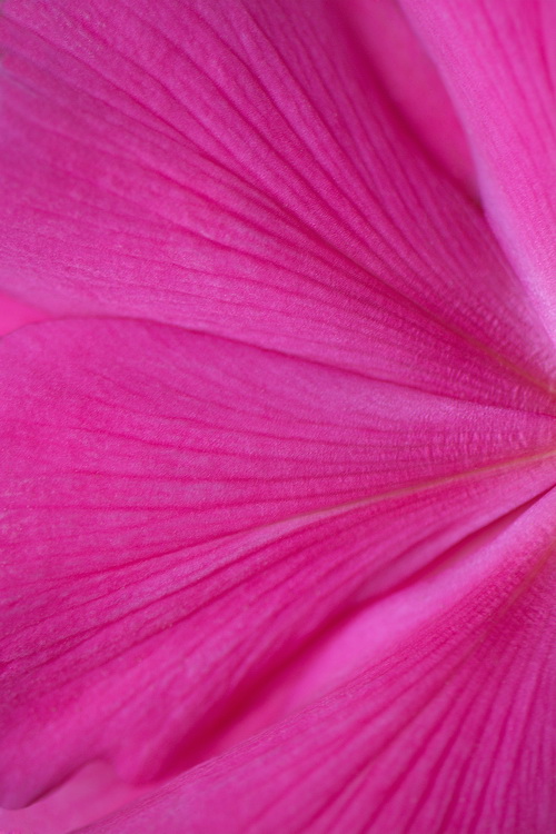 photo "Time of Tenderness" tags: macro and close-up, nature, Aleksandar Macro Srbija