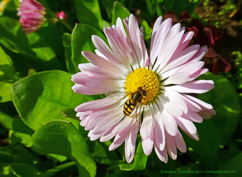 фото "Муха" метки: макро и крупный план, муха, цветок