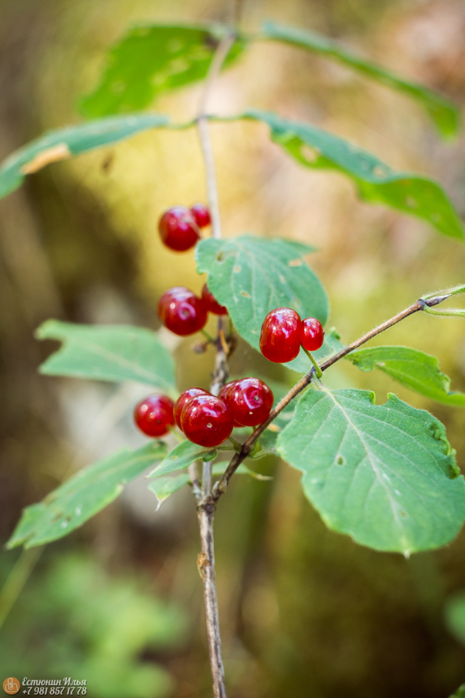 photo "***" tags: landscape, nature, macro and close-up, forest, Ягоды, жимолость, зелень