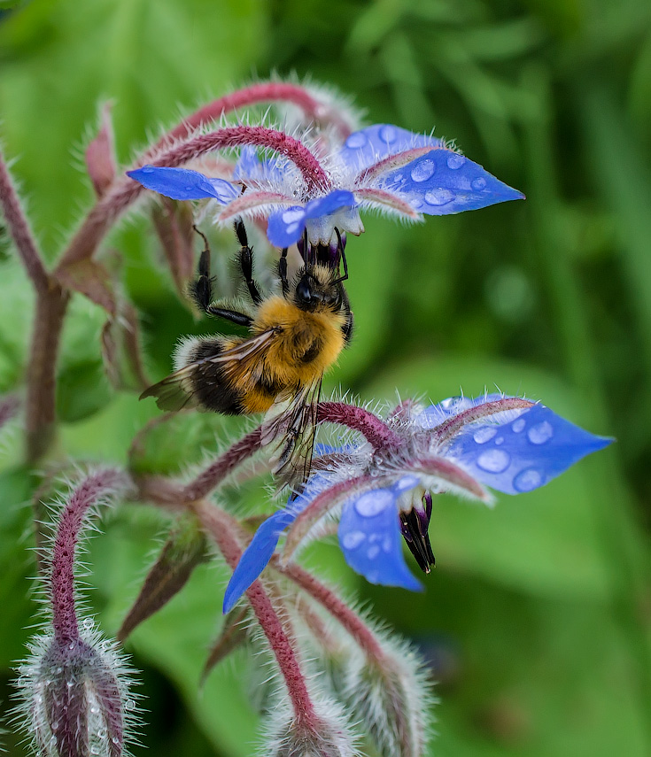 photo "The gathering nectar" tags: macro and close-up, макро, сбор нектара