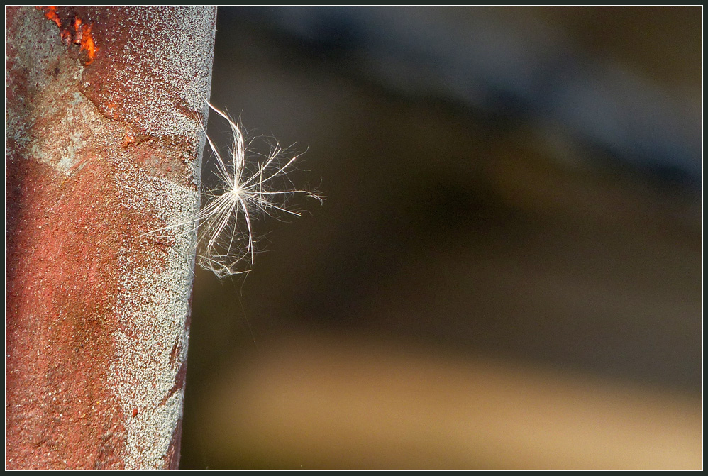 photo "Lightness of Being" tags: macro and close-up, still life, 