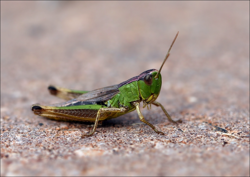 photo "Just a little grasshopper" tags: nature, macro and close-up, insect, кузнечик