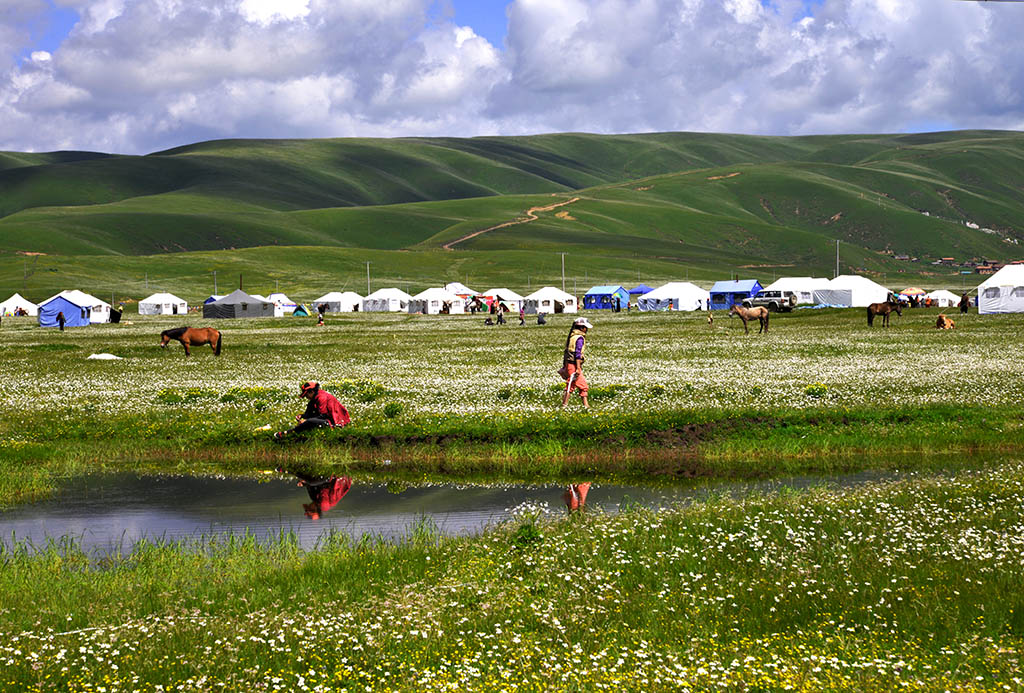 photo "grass" tags: , 