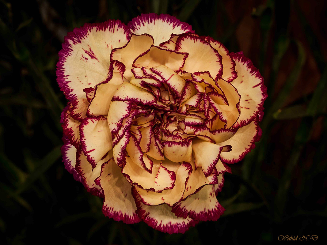 photo "Flamenco Dance" tags: macro and close-up, nature, Floral