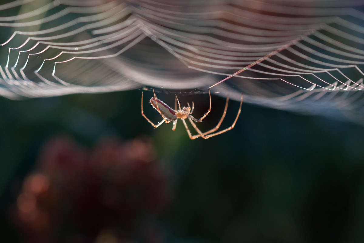 фото "Паук и его паутина." метки: макро и крупный план, паук, паутина