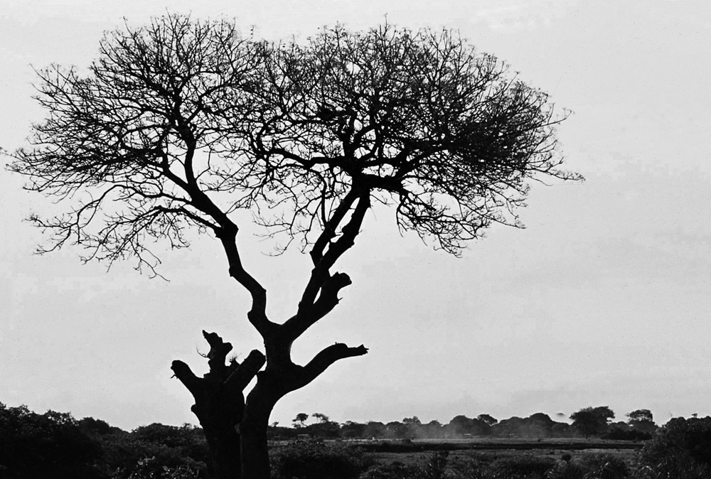 photo "Contrast" tags: landscape, nature, black&white, Africa, forest, mozambique.
