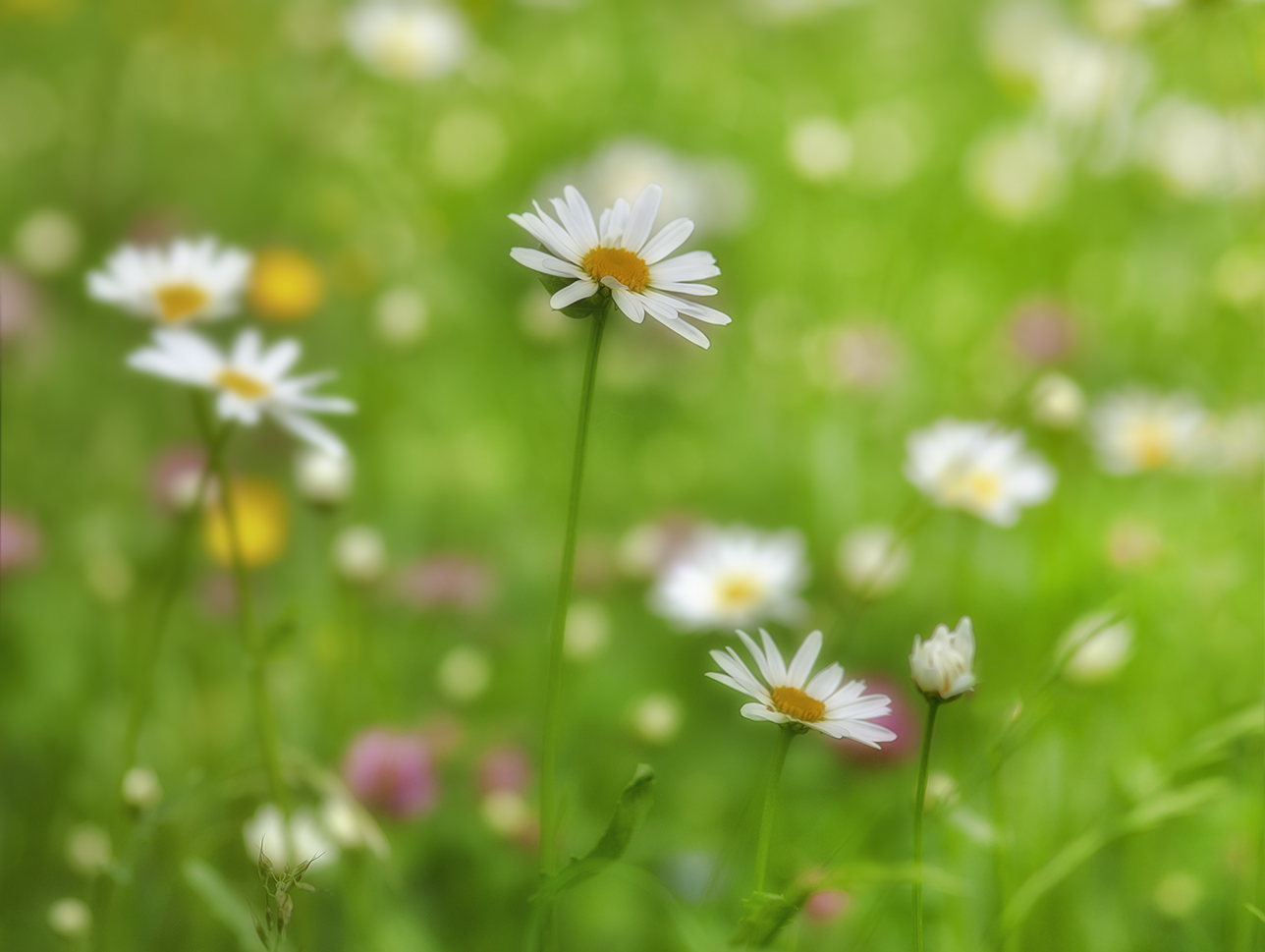 photo "***" tags: nature, macro and close-up, 