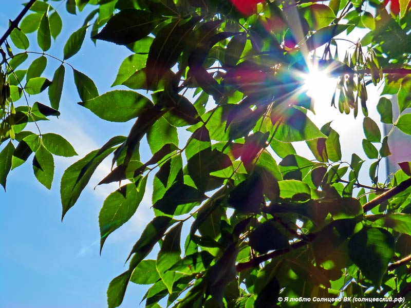 photo "***" tags: nature, morning, sun, tree