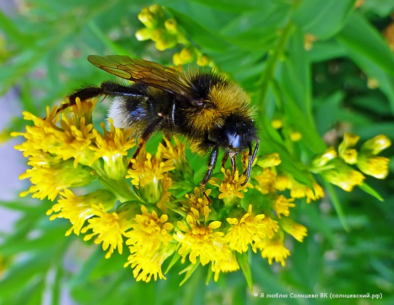 photo "***" tags: macro and close-up, insect, пчела