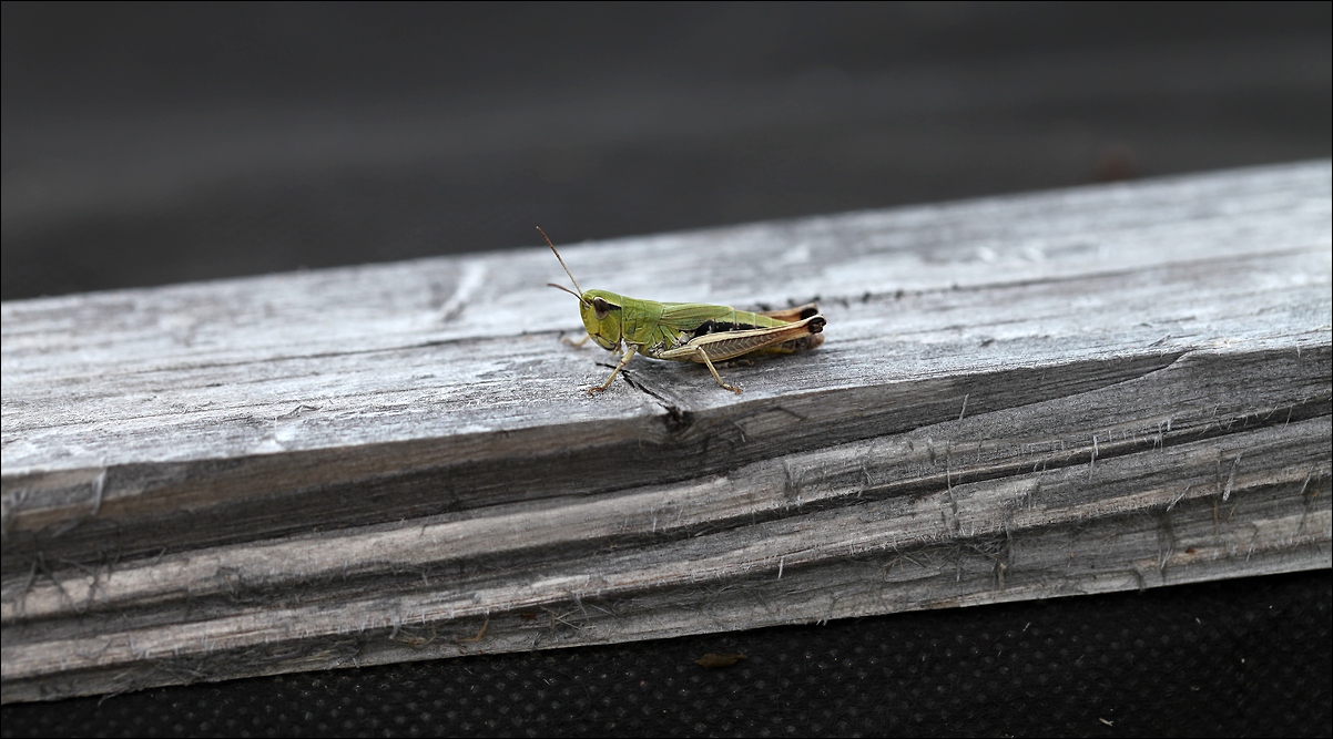 photo "To start, attention ..." tags: nature, macro and close-up, 