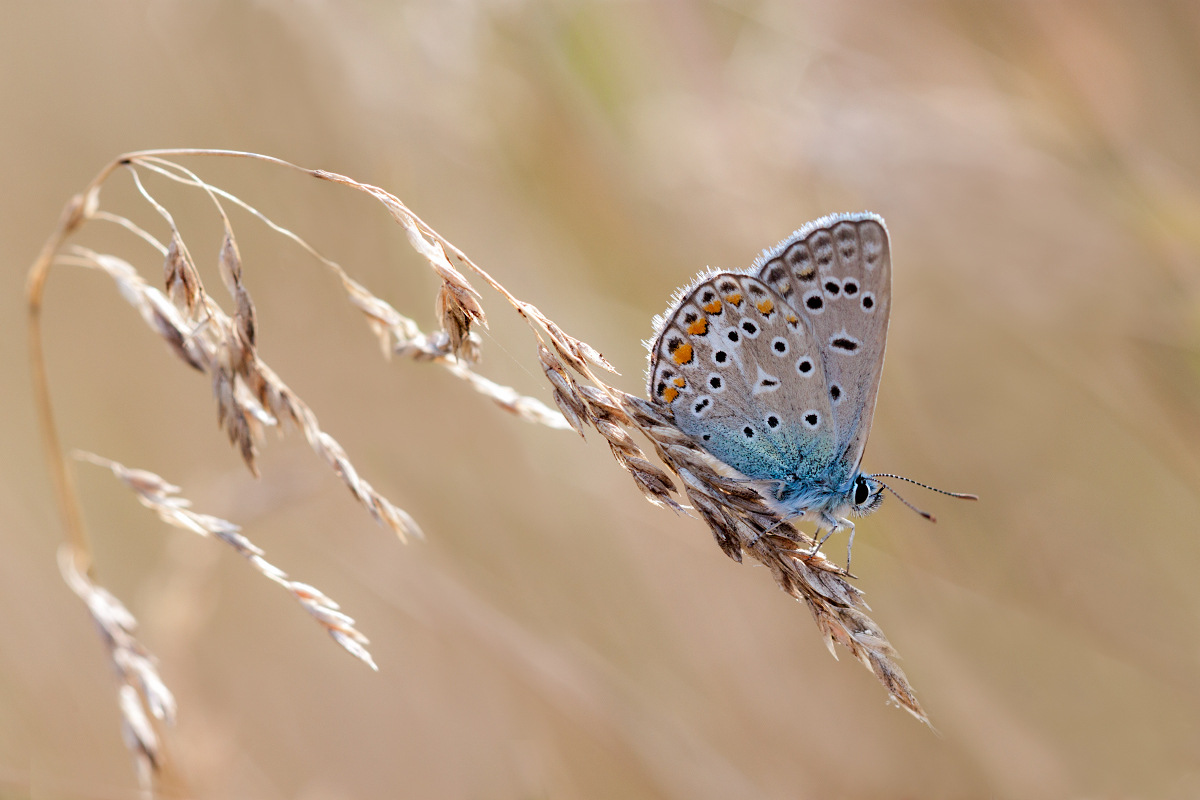 photo "***" tags: macro and close-up, butterfly