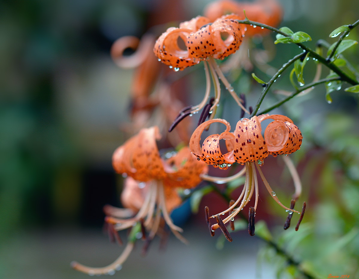 photo "Rain. Lilies" tags: nature, 