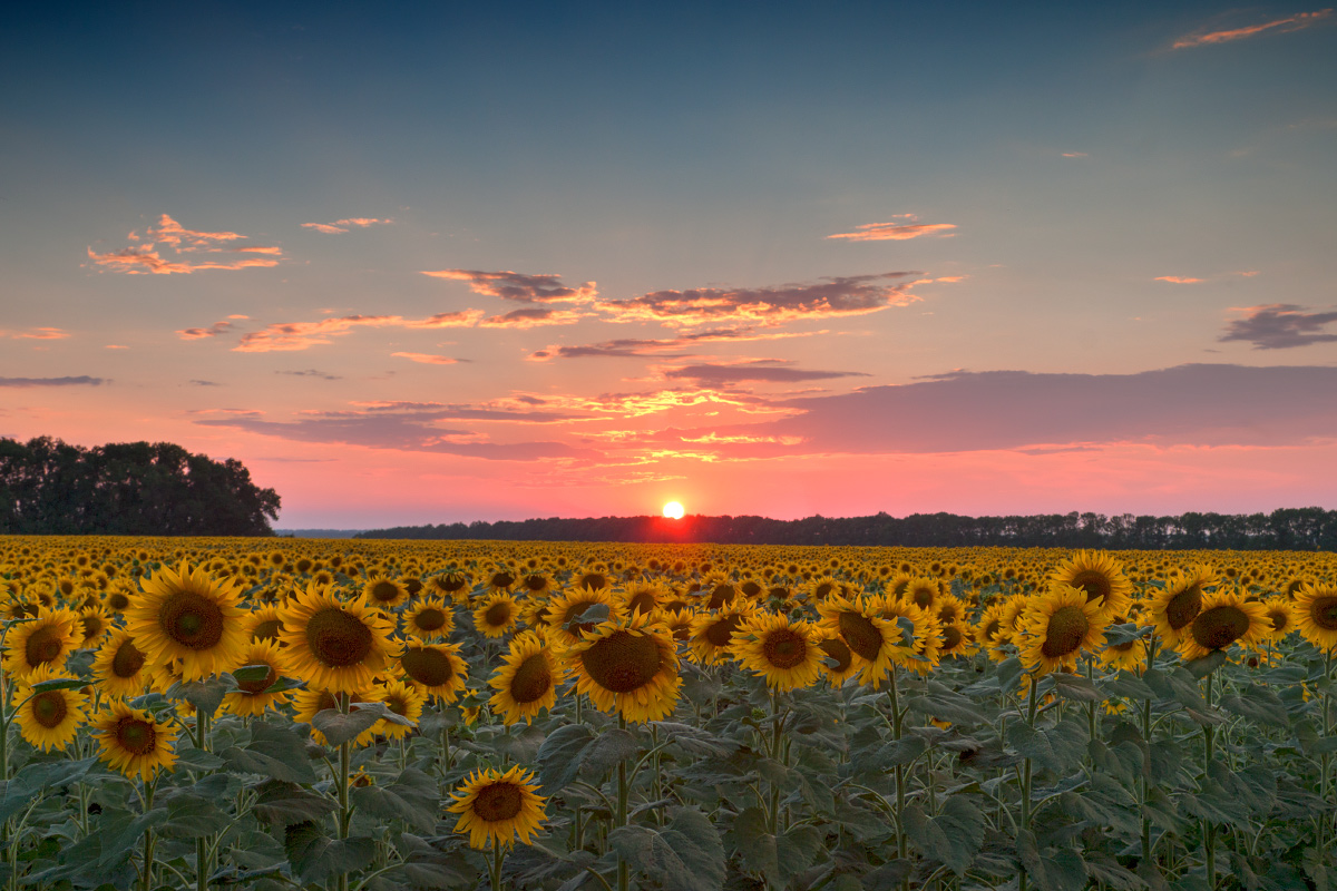 photo "***" tags: landscape, evening, field, sunflowers, sunset