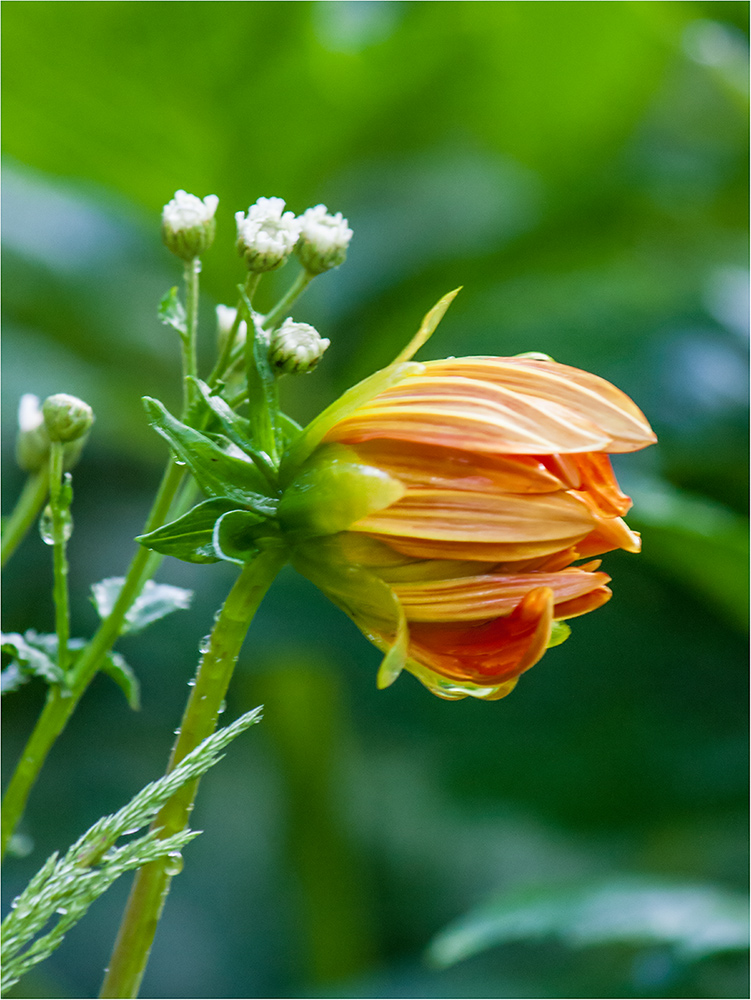 photo "***" tags: macro and close-up, flowers