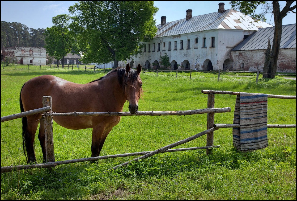 photo "about a horse)))" tags: landscape, nature, travel, 