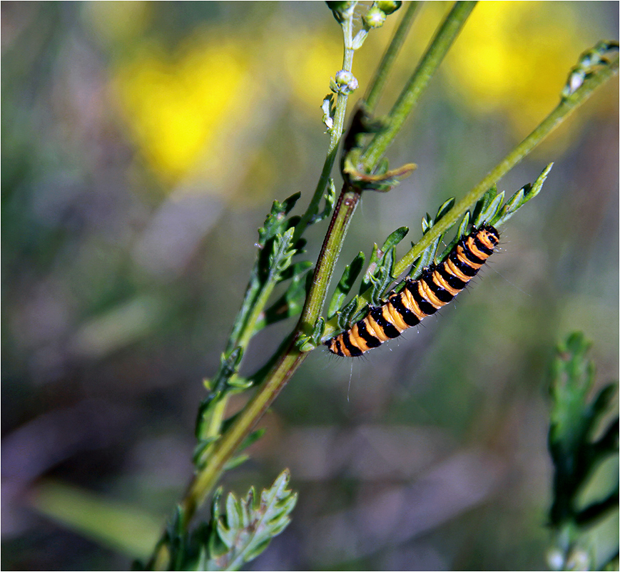 photo "***" tags: nature, macro and close-up, insect