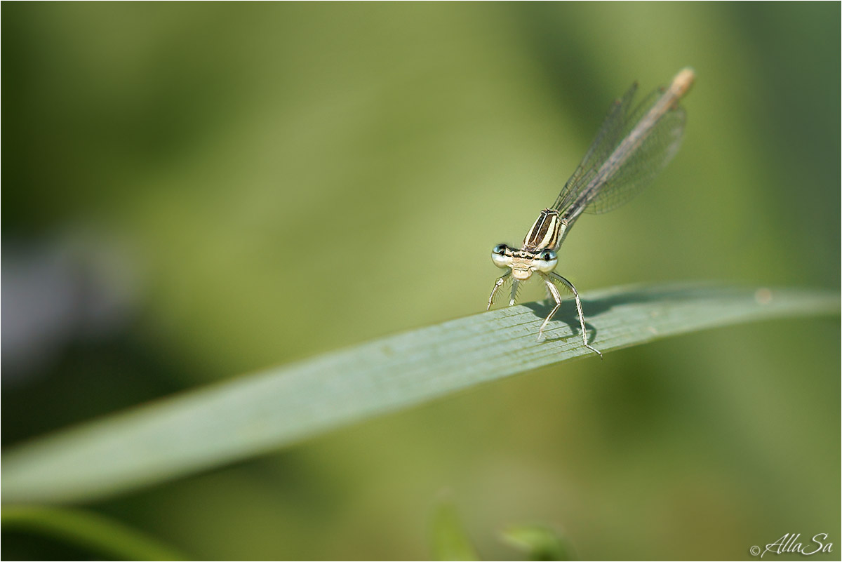 photo "***" tags: macro and close-up, nature, fragment, 