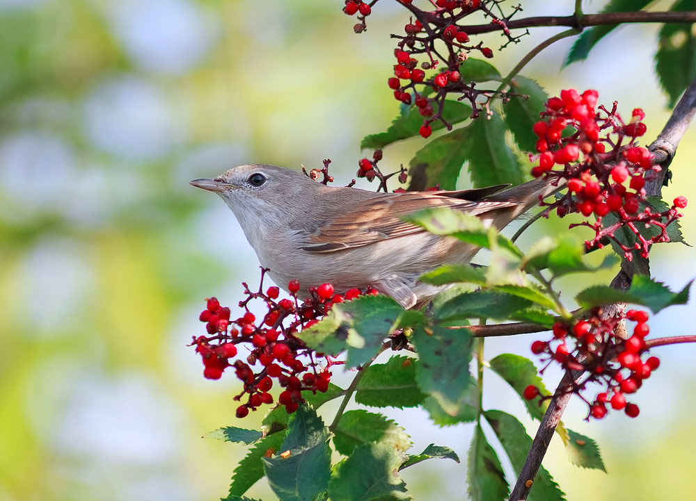 photo "***" tags: nature, 