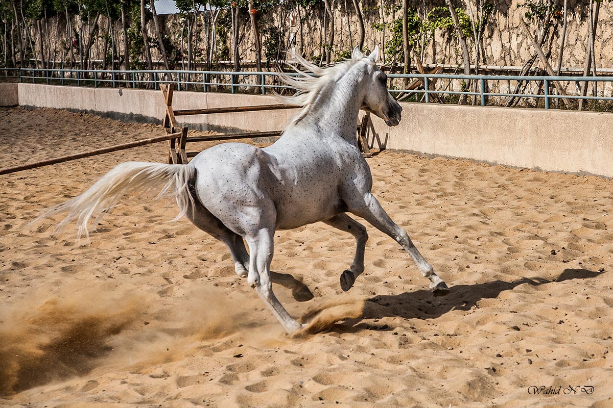 фото "Arabian Beauty.." метки: спорт, Африка, домашние животные