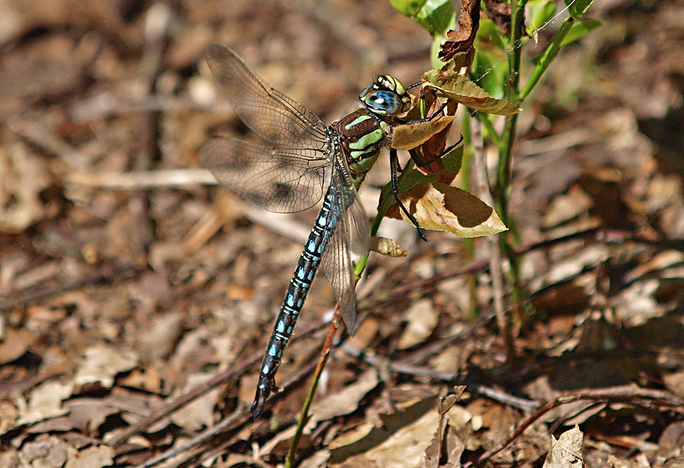 photo "Blue, Green and Brown" tags: nature, macro and close-up, portrait, dragonfly