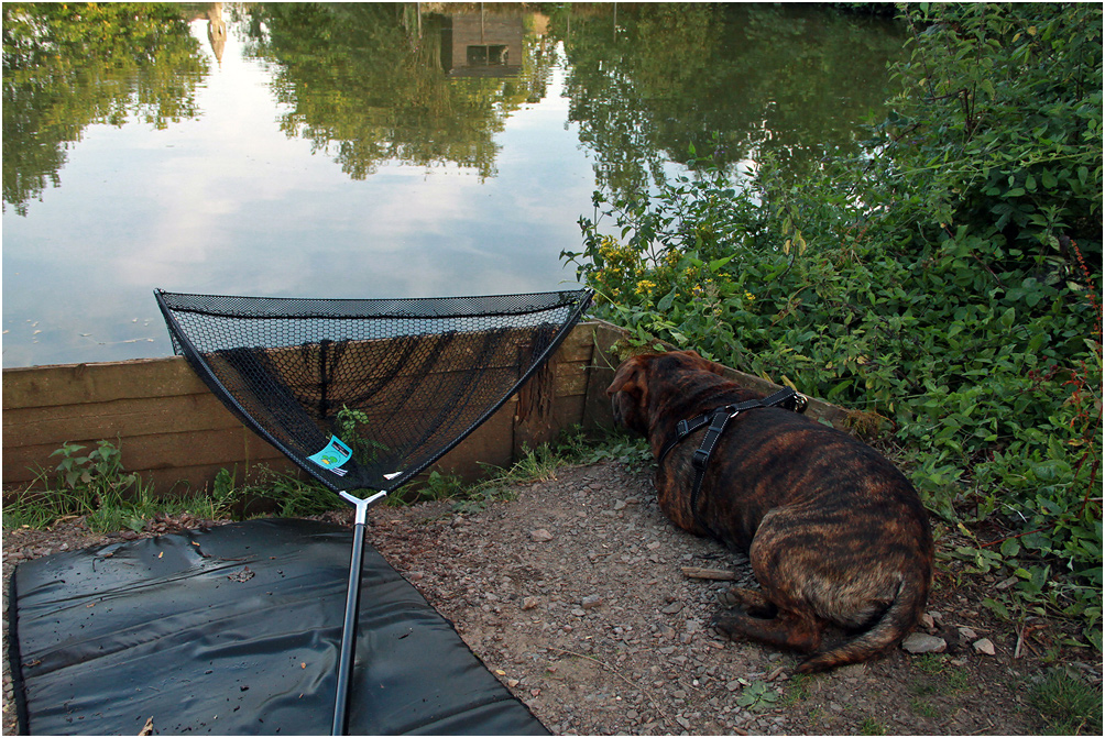 фото "На рыбалке" метки: природа, репортаж, собаки