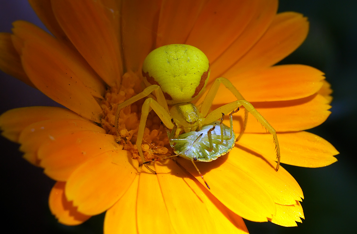 photo "***" tags: macro and close-up, nature, макро, паук-бокоход