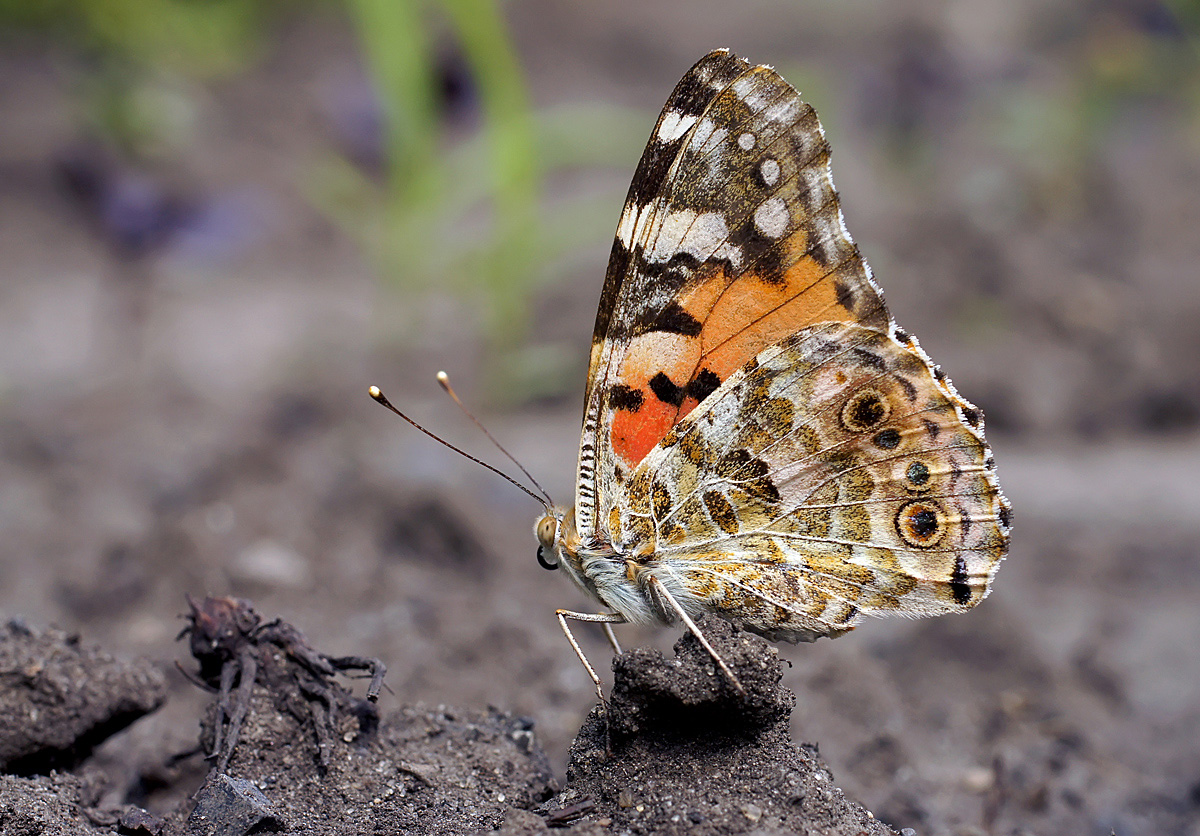 photo "***" tags: nature, macro and close-up, 