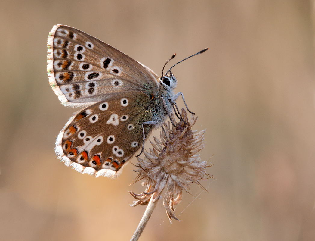 photo "***" tags: macro and close-up, nature, butterfly