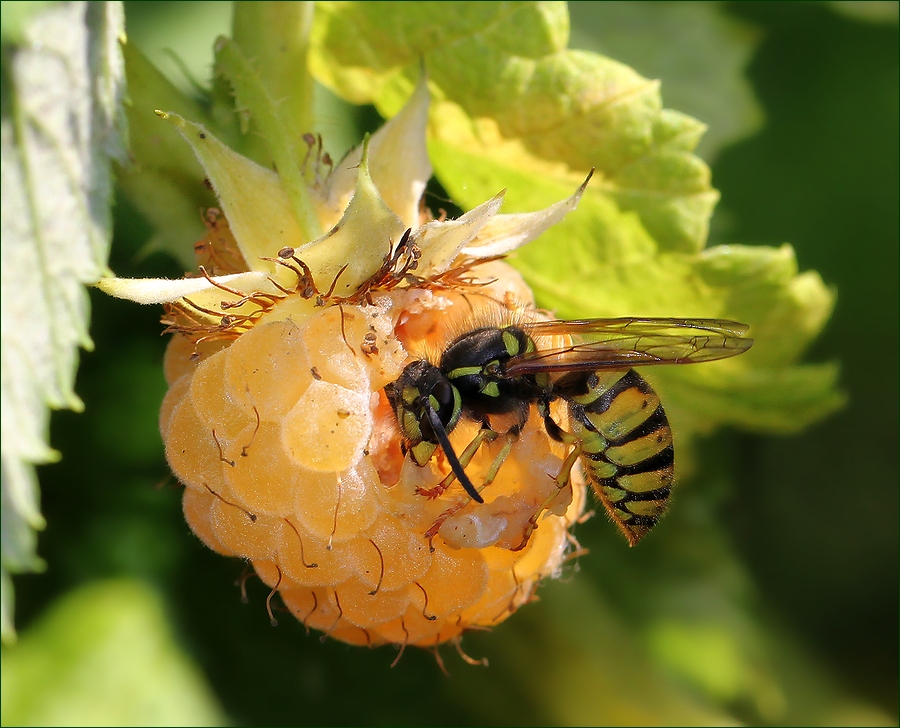 photo "Dolce vita" tags: nature, macro and close-up, оса