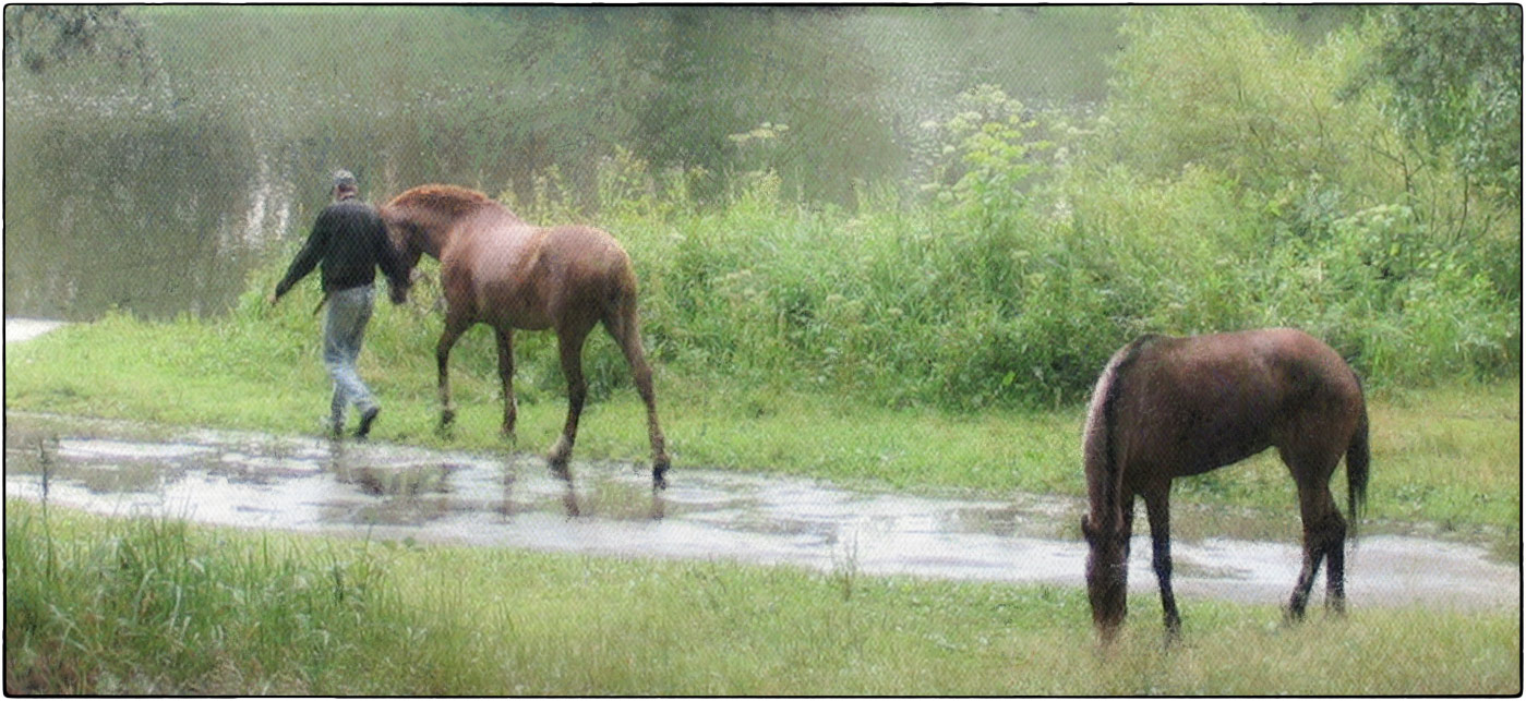 photo "horses" tags: nature, digital art, 