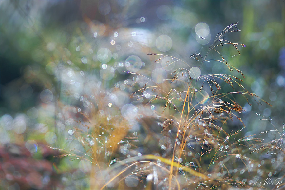 photo "***" tags: macro and close-up, nature, fragment, 