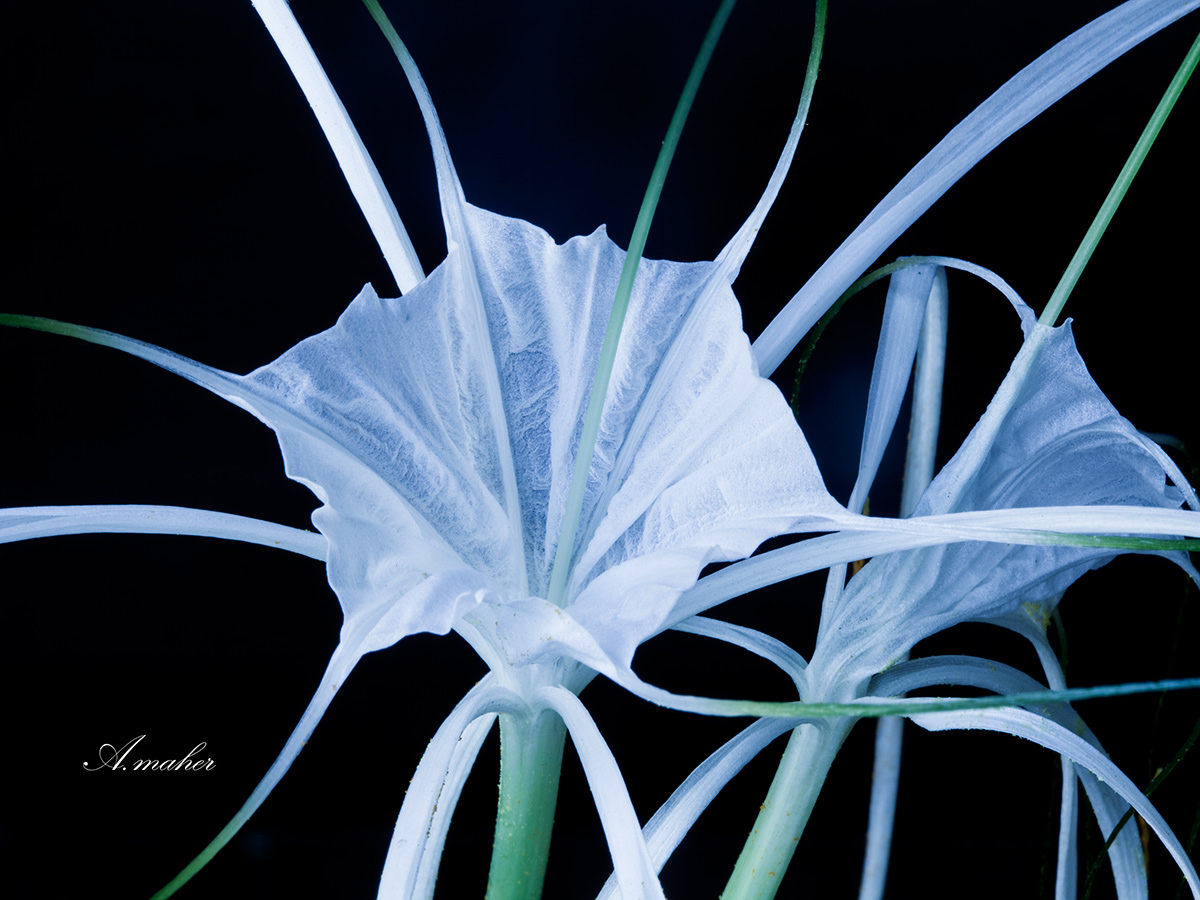 photo "NARCISSUS" tags: macro and close-up, Macroclose up